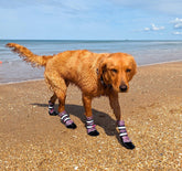 Bark Brite lavender paw booties back view showing secure fit for outdoor wear.