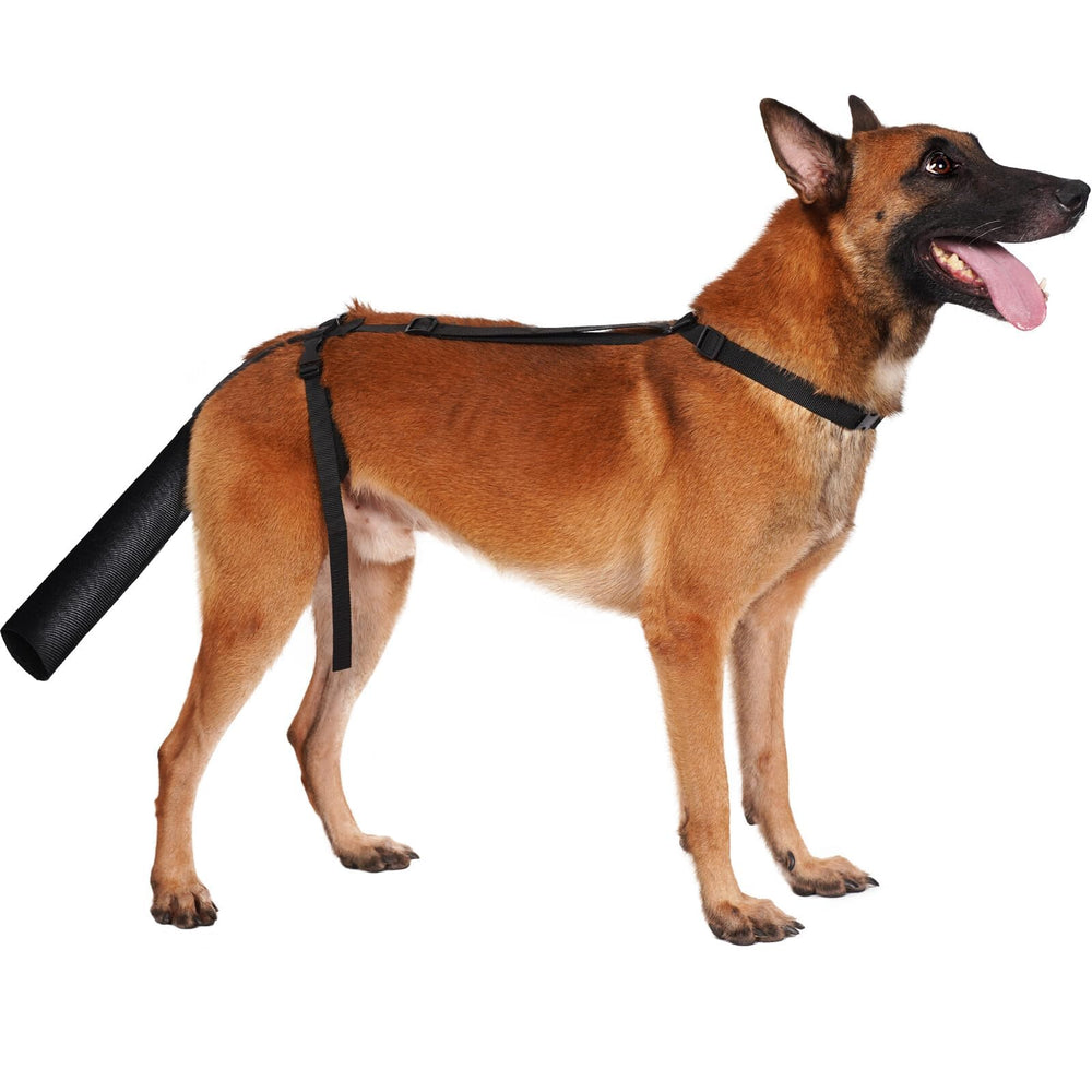 BARKLESS dog tail protector worn on a dog during activity for safe healing.