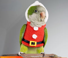 Barn Eleven Christmas hoodie for parrot on conure boosts holiday-themed appearance and cuddly moments.