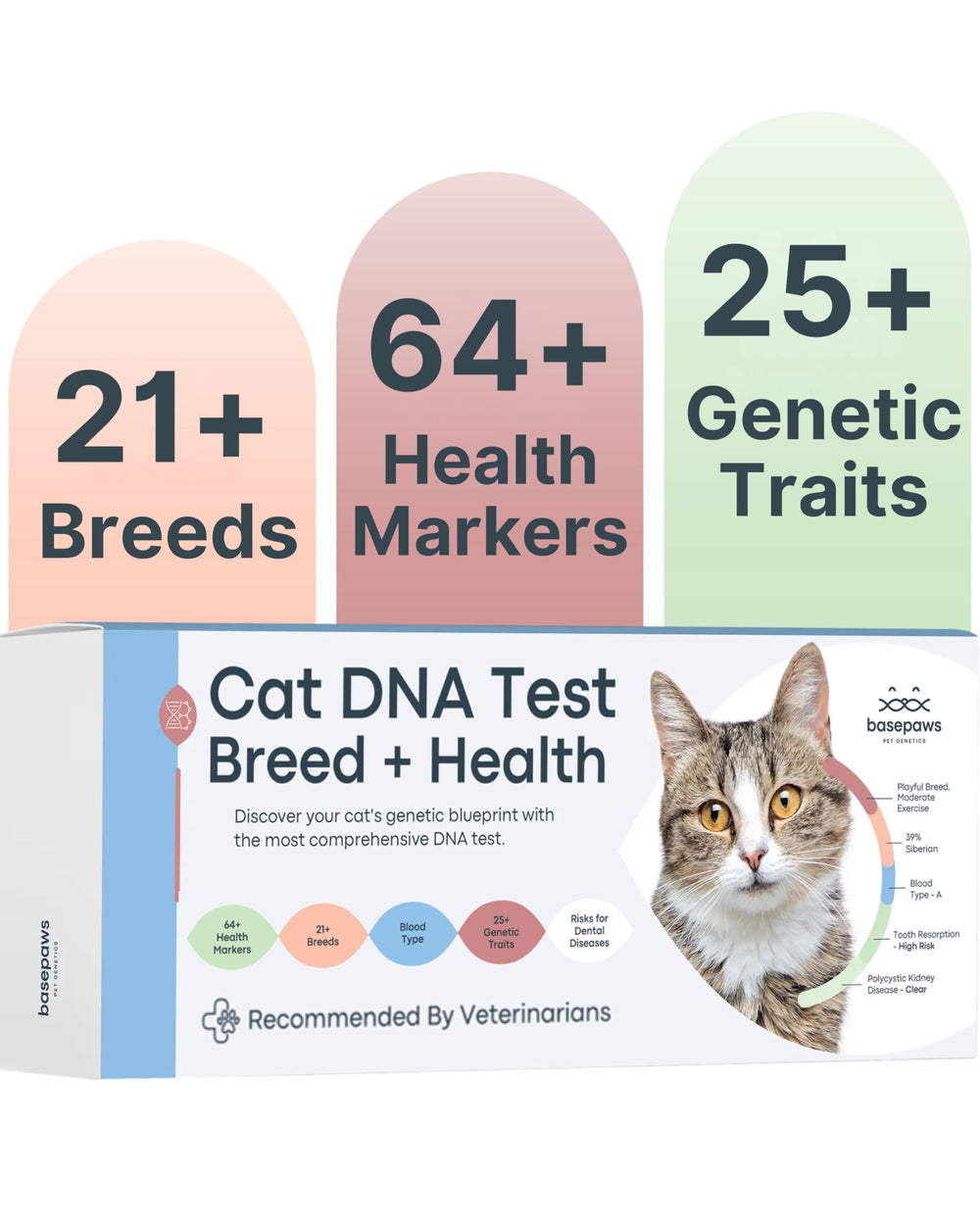 Basepaws Cat DNA Kit sample-collection shows an easy at-home swab for quick setup
