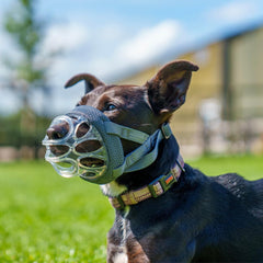 Baskerville INVISA muzzle with padded nose band provides comfortable wear on sensitive noses.