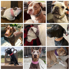 Bbmmayy leather dog collar worn on dog demonstrates soft PU leather and breathable comfort.