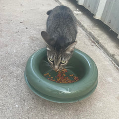 The Mote set up for indoor or outdoor pet feeding.
