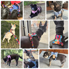 BEAUTYZOO harness chest clip demonstrates pull control for easier training and safer sessions.