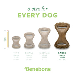 Benebone dog-chewing-action demonstrates interactive chew and tug versatility.