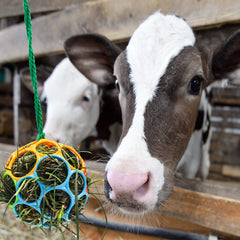 Besimple feeder ball in colorful variation boosts stall engagement and enrichment.