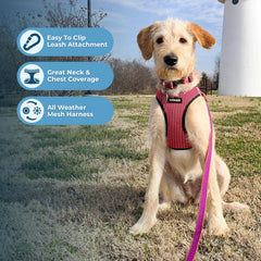 Best Pet Supplies Voyager reflective bands enhance visibility in low light.
