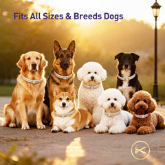 BestHoby waterproof-dog-collar in action during a swim or rain for reliable protection.