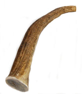 Big Dog Antler Chews elk antler tine 8-12in shows long-lasting indoor chew