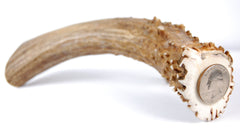 Big Dog Antler Chews extra thick jumbo for aggressive chewers