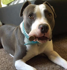 Big Dog Antler Chews indoor-safe chew—no greasy mess or odor.