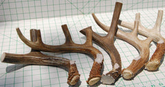 Big Dog Antler Chews XL antler sanded edges for smooth chewing