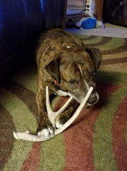Big Dog Antler Chews XL indoor chew no mess on floors