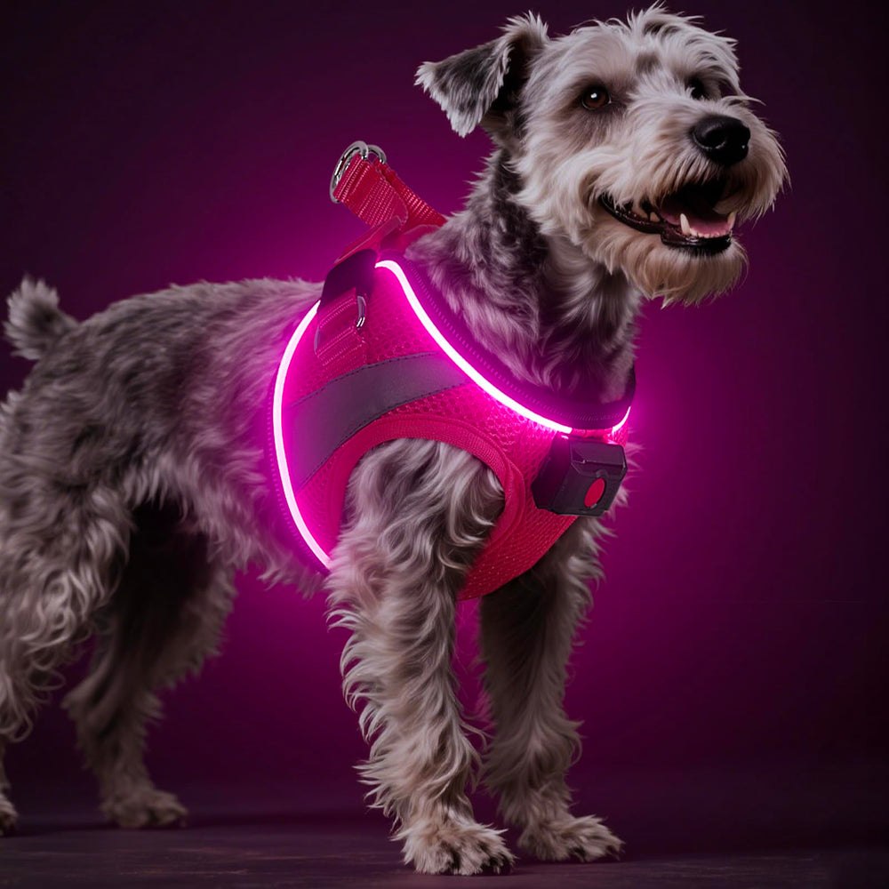 BiPawTi light-up harness front view offers improved night visibility for walks