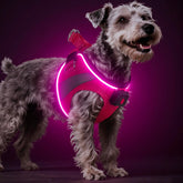BiPawTi light-up harness front view offers improved night visibility for walks