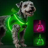 BiPawTi light-up harness glows for safer night walks