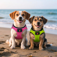 BiPawTi LED glow on harness supports evening adventures and safety