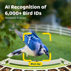 Birdfy AI species identification identifies visiting birds in real time for learning.