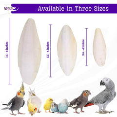 Birds LOVE hanging cuttlebone in cage for easy access