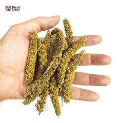 Birds LOVE Millet Tips & Tails: aves picoteando en jaula