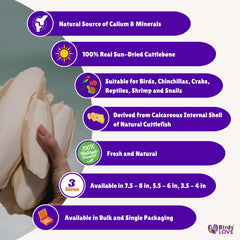 Birds LOVE Cuttlebone 12-pack; natural sun-dried calcium source for beak conditioning.