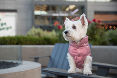 Blueberry Pet jacket close-up of nylon shell and padding for warm, comfortable wear