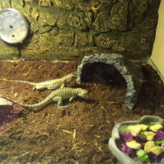 BNOSDM reptile soil substrate humidity-setup demonstrates moisture-friendly habitat