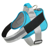 Bolux dog harness OceanicBlue front-fit shows secure, comfortable sizing for small dogs.