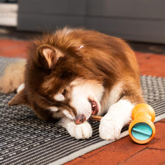 Bow Wow Labs 6-inch SafeFit bully sticks in safety device imply choking prevention during chewing.
