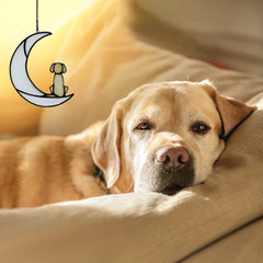 BOXCASA dog on moon suncatcher hangs in window, catching sunbeams