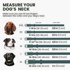 BronzeDog collar-color-options shows vibrant hues for expressing personality during walks
