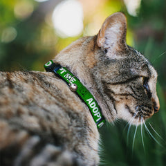Buckle-Down Do Not Feed Navy White cat collar with bell visible, adding audible awareness.