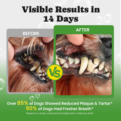 BuddyCheer dental powder enzyme formula closeup for thorough cleaning and tartar reduction