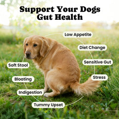 BuddyCheer dog probiotics packets on table illustrating convenient, mess-free dosing.