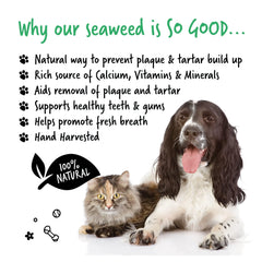 BUGALUGS Plaque Remover sprinkle on food demonstrates easy, mess-free application