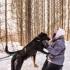 BuleVina dog pulling harness L ribcage padding distributes pressure evenly.