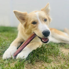 Bully Bunches-rawhide-free-dog-chew offers a safe long-lasting alternative to rawhide.