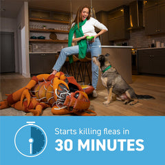 Capstar administering a pill to a dog during routine flea treatment.