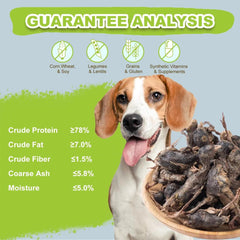 Capuca training reward with quail treats action during training session