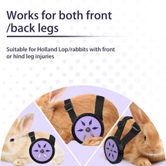 CeoNic Holland Lop is supported during gentle daily play.