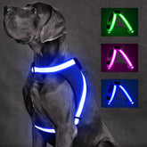 ChalkLit light-up dog harness in blue worn by a dog during a night walk for high visibility