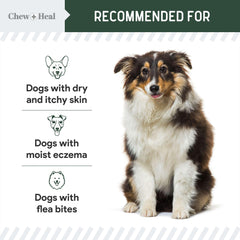 Chew + Heal Labs hydrocortisone lotion applying area demonstrates soothing application.