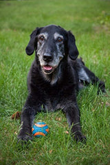 Chuckit! Ultra Squeaker Ball floating on water for splashy retrieval.