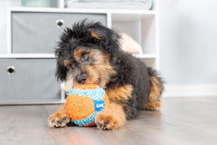 Chuckit! Indoor Fetch Ball—side pose in orange and blue for compact indoor games