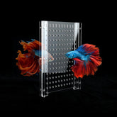 CLarellara acrylic fish tank divider setup demonstrates adjustable width for 10-gallon tanks.