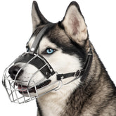 CleverTail Husky Muzzle secure-fit on long snout for safer outdoor walks.