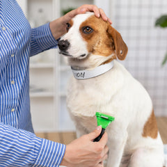 Clysee latex-free skin-safe puppy collars reduce irritation for sensitive pets.