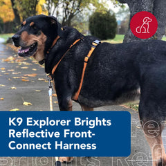 Coastal K-9 Explorer reflective material boosts visibility during dusk and night strolls.