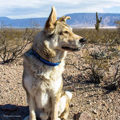 Coastal K9 Explorer reflective stitching boosts visibility in low light