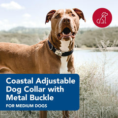 Coastal Pet lime collar with metal buckle offers secure fit for tie-out and outdoor adventures.